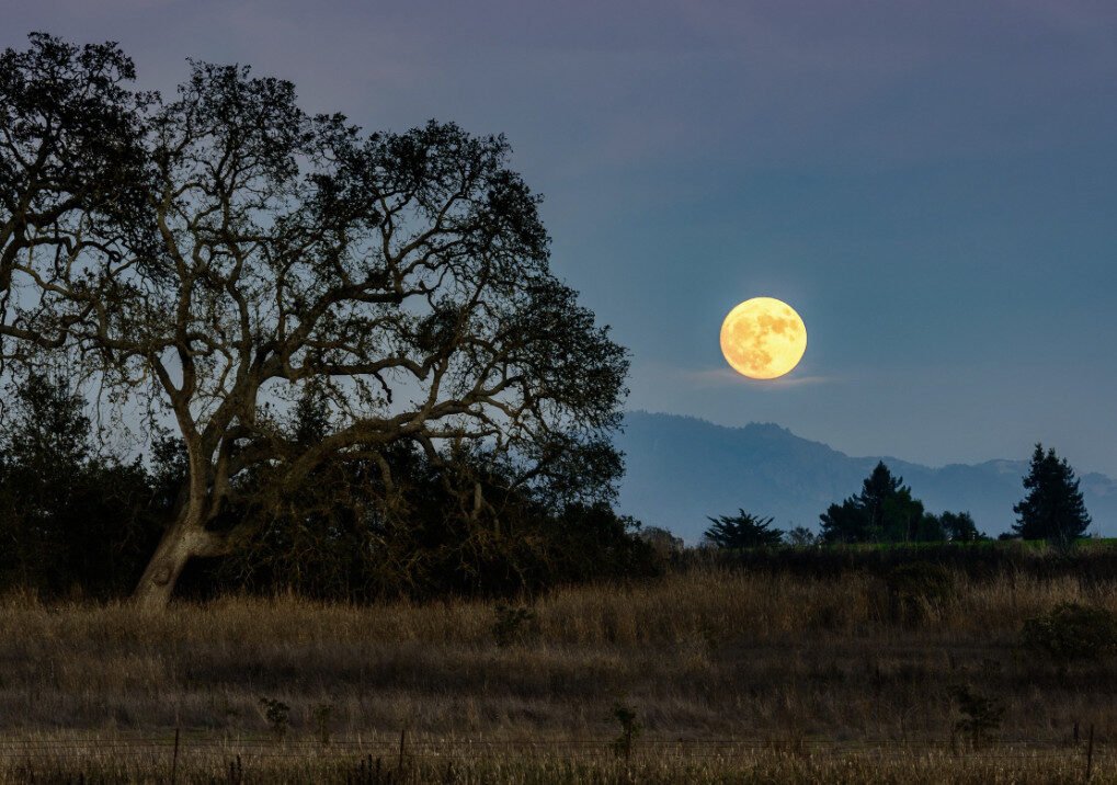 Screenshot-2025-03-29-at-2.20.01 PM-1